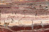 Polished Snakeskin Jasper Slab - Western Australia #221500-1